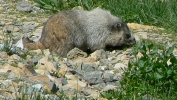 PICTURES/Glacier Critters/t_Marmot16.JPG